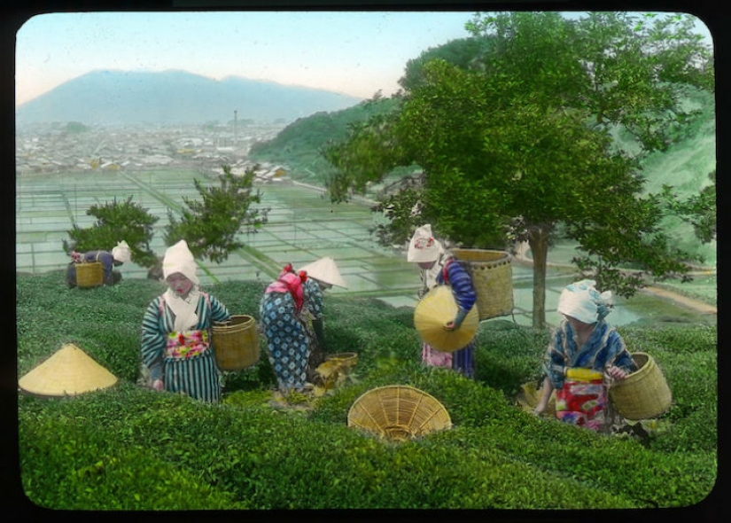 From the Bush to the consumer: how did the production of tea in Japan and the beginning of XX century