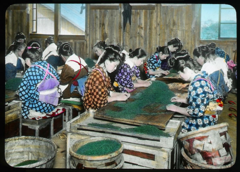 From the Bush to the consumer: how did the production of tea in Japan and the beginning of XX century