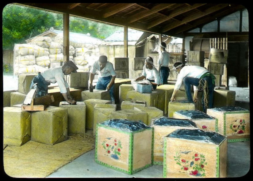 From the Bush to the consumer: how did the production of tea in Japan and the beginning of XX century