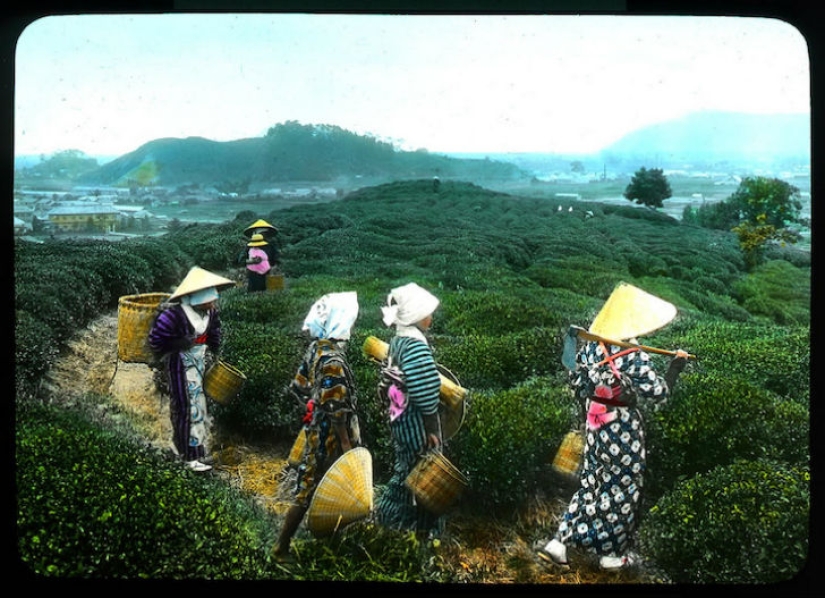 From the Bush to the consumer: how did the production of tea in Japan and the beginning of XX century