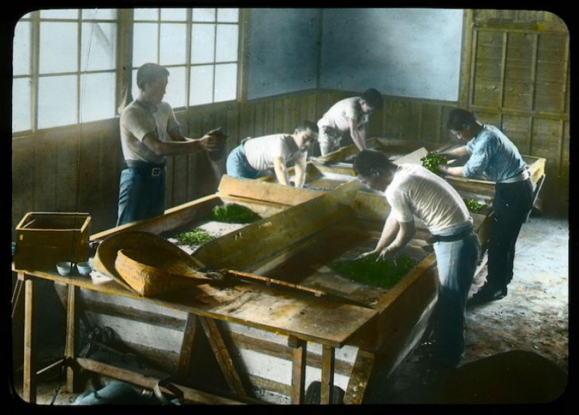 From the Bush to the consumer: how did the production of tea in Japan and the beginning of XX century