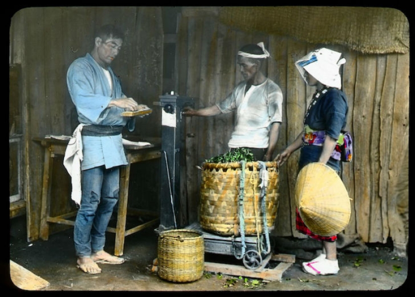 From the Bush to the consumer: how did the production of tea in Japan and the beginning of XX century