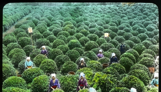 From the Bush to the consumer: how did the production of tea in Japan and the beginning of XX century