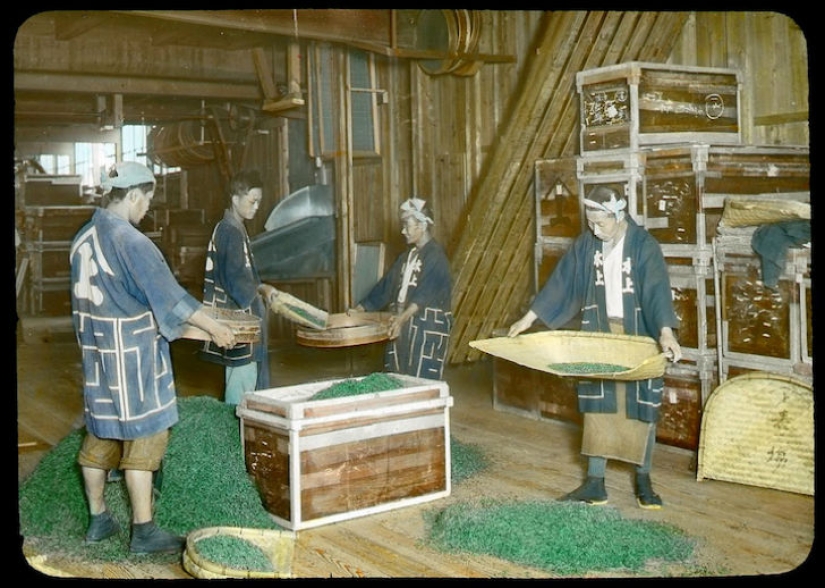 From the Bush to the consumer: how did the production of tea in Japan and the beginning of XX century