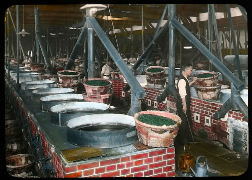 From the Bush to the consumer: how did the production of tea in Japan and the beginning of XX century