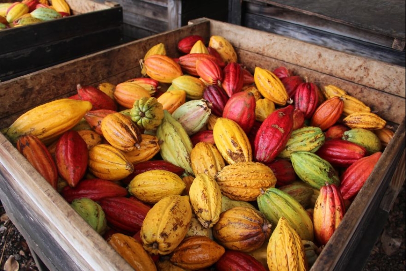 From the pods on the tree to the finished chocolate bar: how do craftsy chocolate