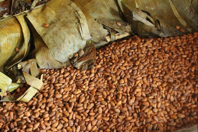 From the pods on the tree to the finished chocolate bar: how do craftsy chocolate