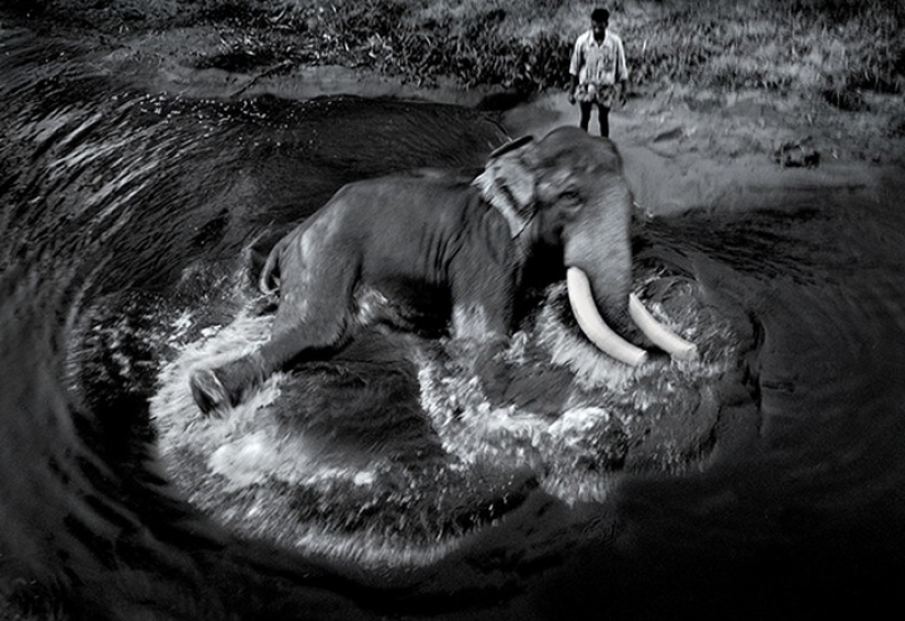 Fuerte imagen acerca de la compleja relación entre el elefante Asiático Fuerte imagen acerca de la compleja relación entre el elefante Asiático