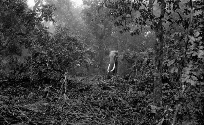 Fuerte imagen acerca de la compleja relación entre el elefante Asiático Fuerte imagen acerca de la compleja relación entre el elefante Asiático