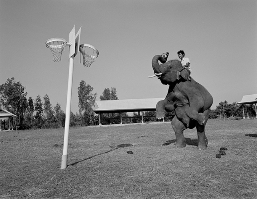 Fuerte imagen acerca de la compleja relación entre el elefante Asiático Fuerte imagen acerca de la compleja relación entre el elefante Asiático