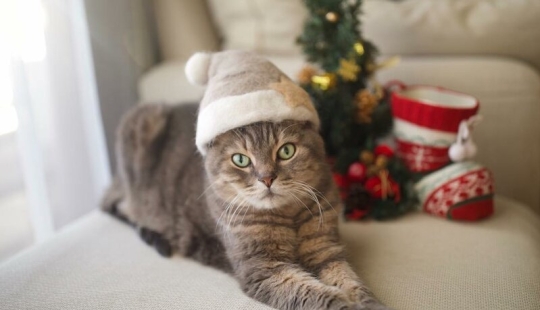Funny cats in the caps of their own hair
