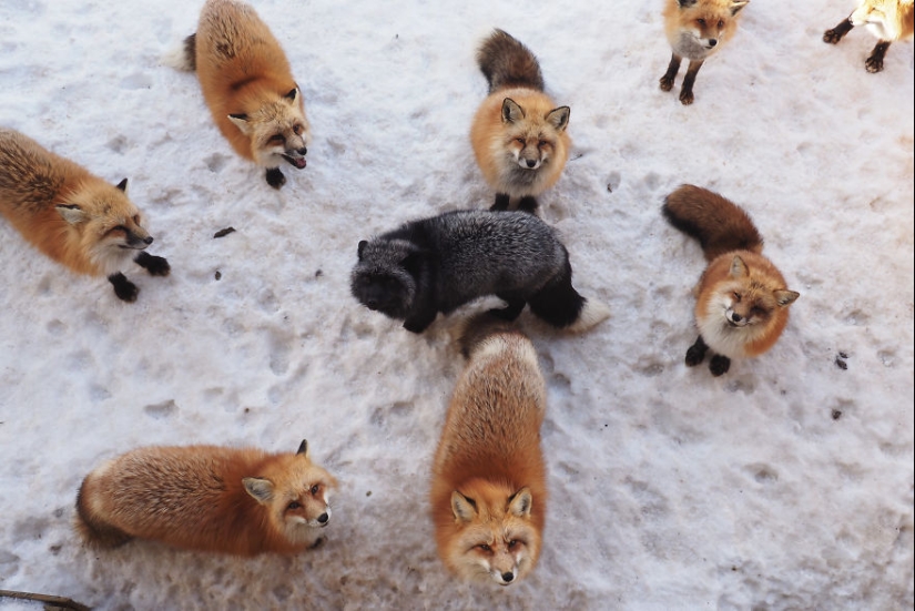 Fur all around: more than a hundred foxes live in a Japanese village Fur all around: more than a hundred foxes live in a Japanese village