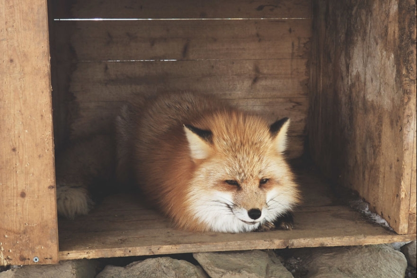 Fur all around: more than a hundred foxes live in a Japanese village Fur all around: more than a hundred foxes live in a Japanese village