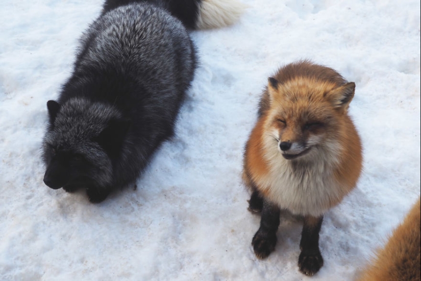 Fur all around: more than a hundred foxes live in a Japanese village Fur all around: more than a hundred foxes live in a Japanese village