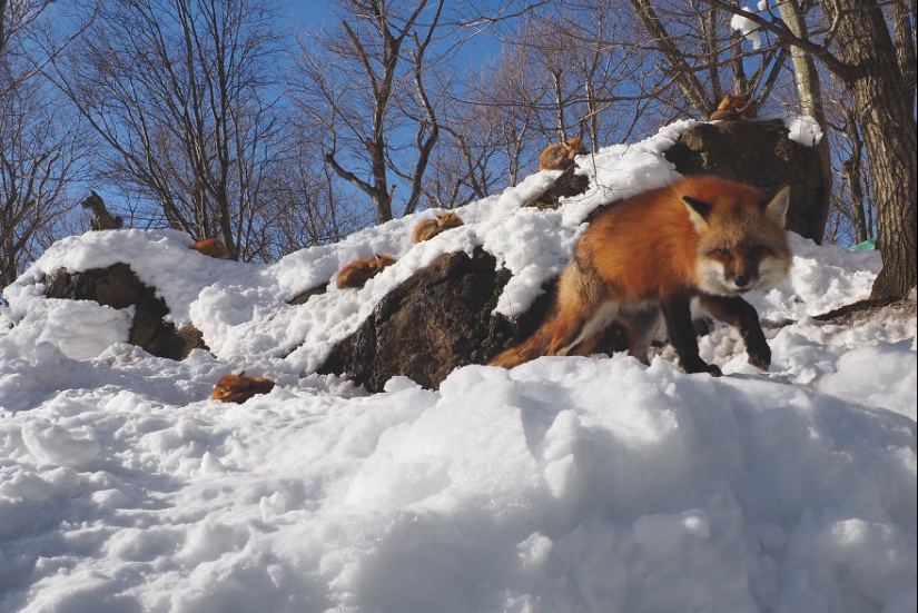 Fur all around: more than a hundred foxes live in a Japanese village Fur all around: more than a hundred foxes live in a Japanese village
