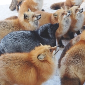 Fur all around: more than a hundred foxes live in a Japanese village Fur all around: more than a hundred foxes live in a Japanese village