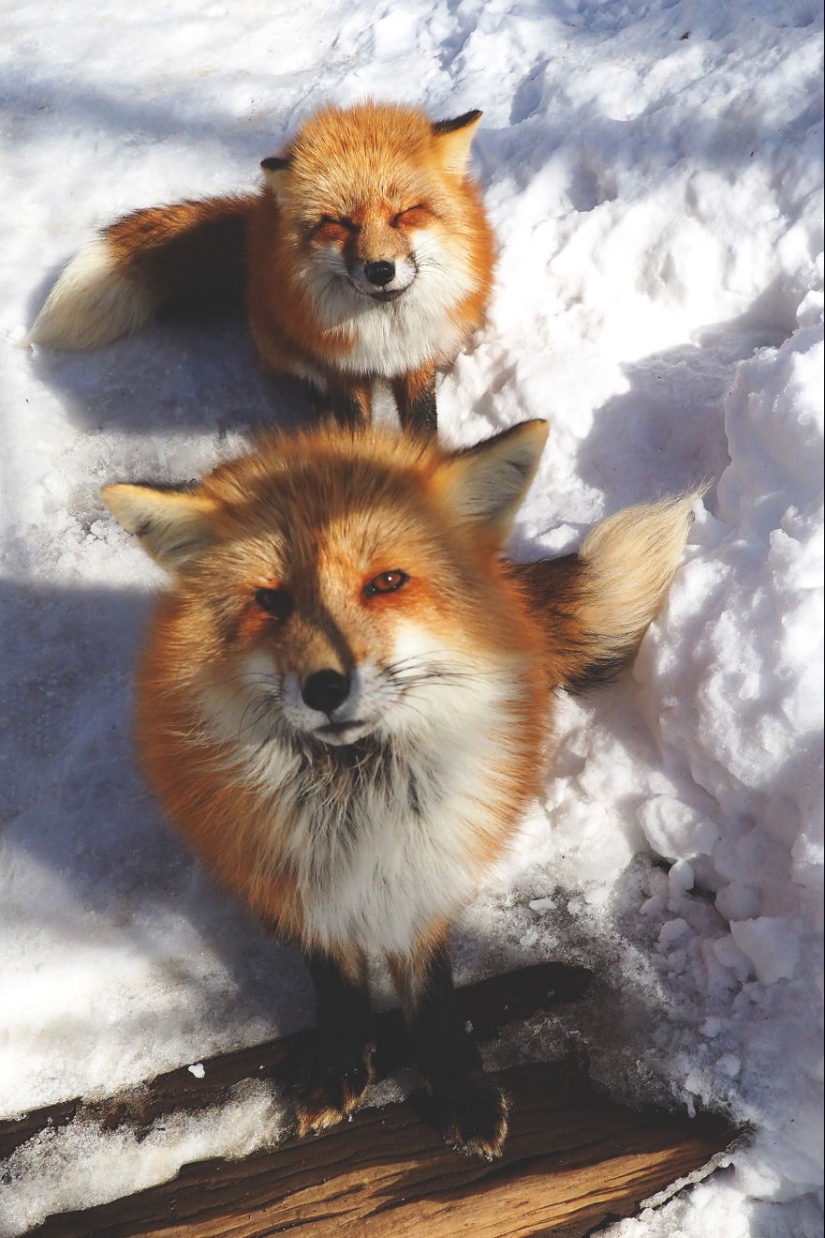 Fur all around: more than a hundred foxes live in a Japanese village Fur all around: more than a hundred foxes live in a Japanese village