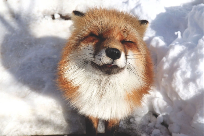 Fur all around: more than a hundred foxes live in a Japanese village Fur all around: more than a hundred foxes live in a Japanese village