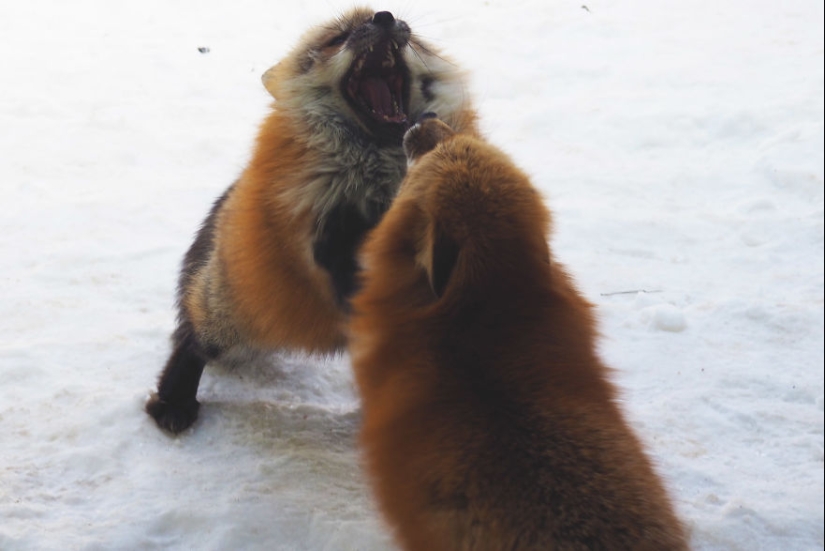 Fur all around: more than a hundred foxes live in a Japanese village Fur all around: more than a hundred foxes live in a Japanese village
