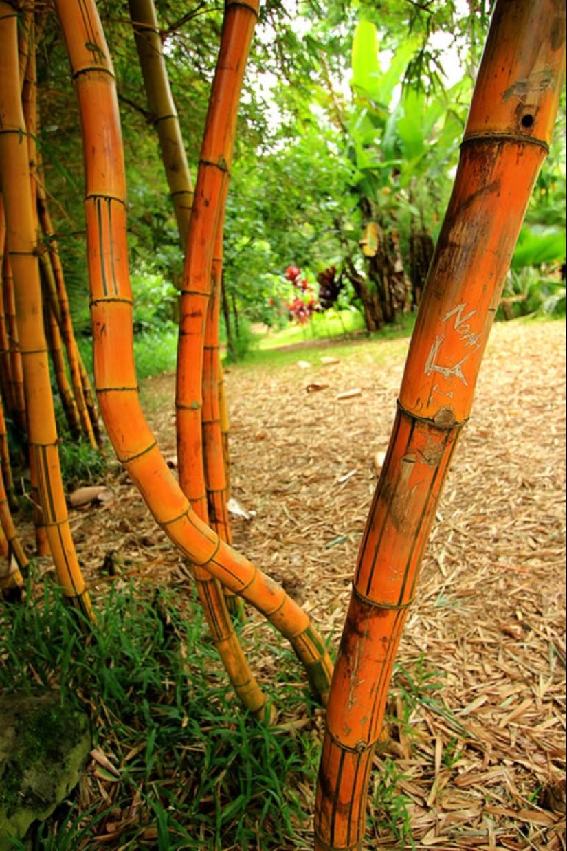 Gardens of Maui Gardens of Maui