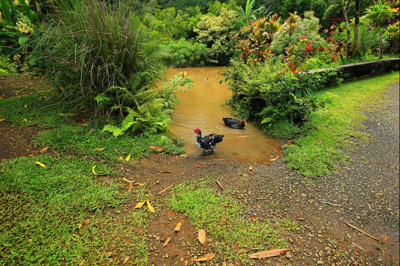 Gardens of Maui Gardens of Maui