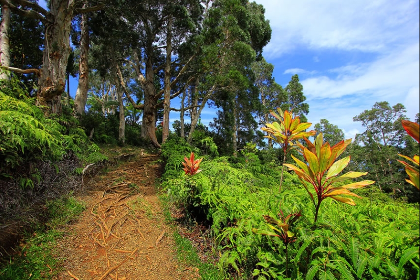 Gardens of Maui Gardens of Maui