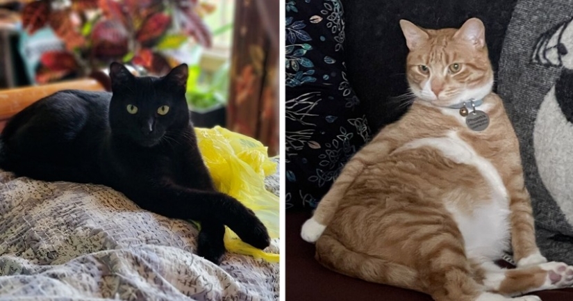 "Gatito aventurero está buscando una pareja..."- perfiles de gatos en sitios de citas "Gatito aventurero está buscando una pareja..."- perfiles de gatos en sitios de citas
