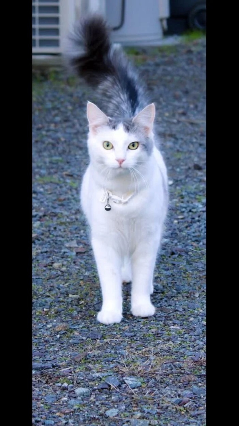 "Gatito aventurero está buscando una pareja..."- perfiles de gatos en sitios de citas "Gatito aventurero está buscando una pareja..."- perfiles de gatos en sitios de citas