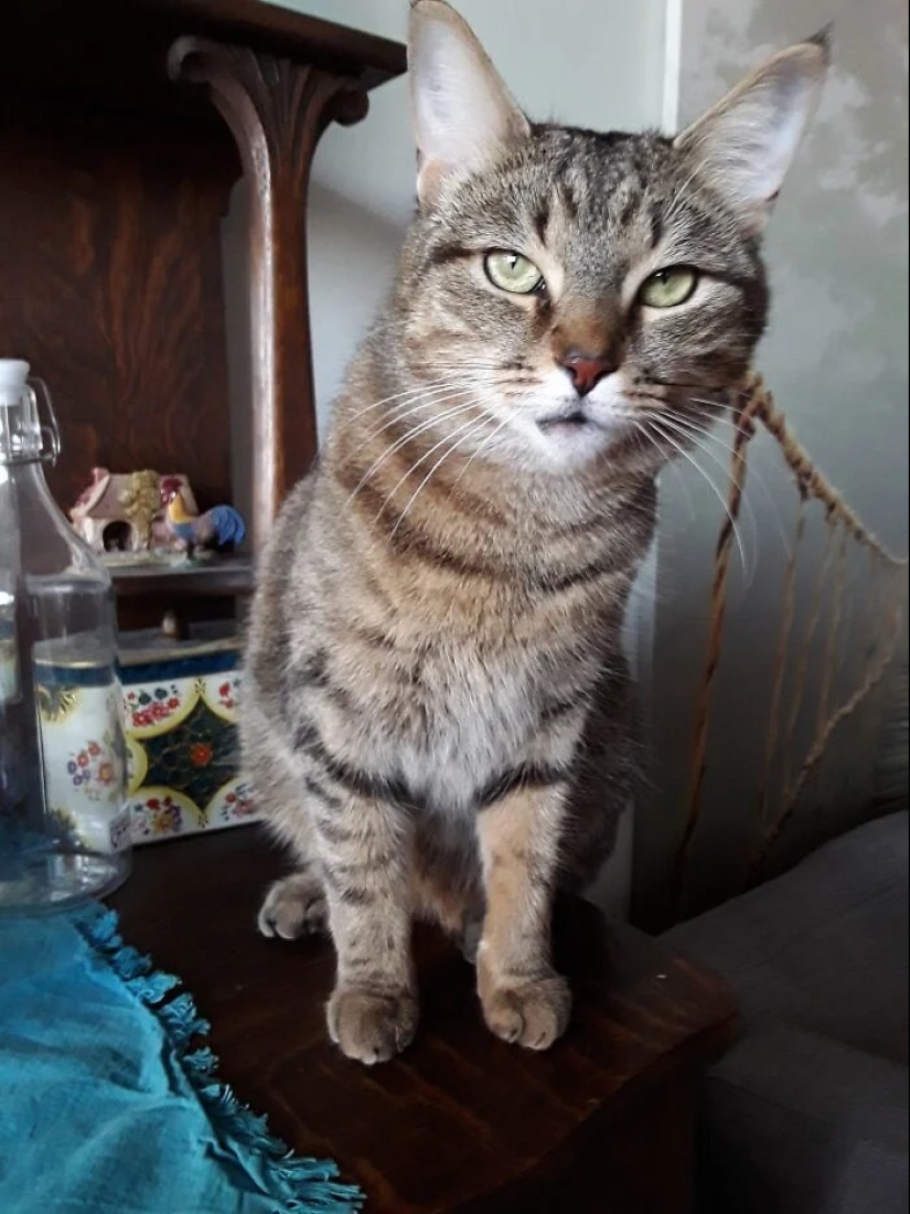 "Gatito aventurero está buscando una pareja..."- perfiles de gatos en sitios de citas "Gatito aventurero está buscando una pareja..."- perfiles de gatos en sitios de citas