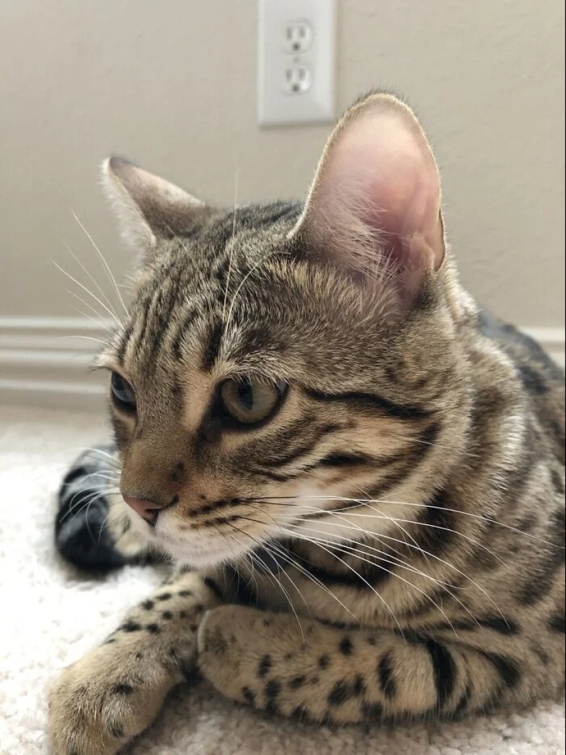 "Gatito aventurero está buscando una pareja..."- perfiles de gatos en sitios de citas "Gatito aventurero está buscando una pareja..."- perfiles de gatos en sitios de citas