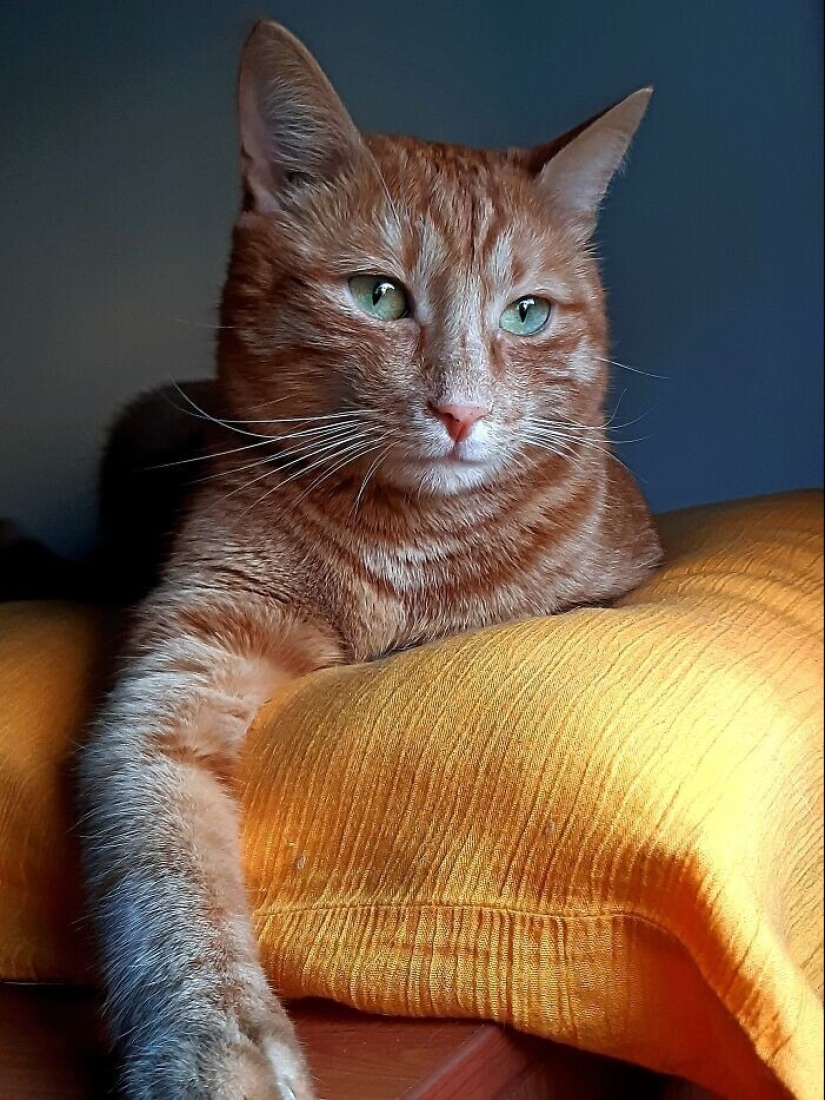 "Gatito aventurero está buscando una pareja..."- perfiles de gatos en sitios de citas "Gatito aventurero está buscando una pareja..."- perfiles de gatos en sitios de citas