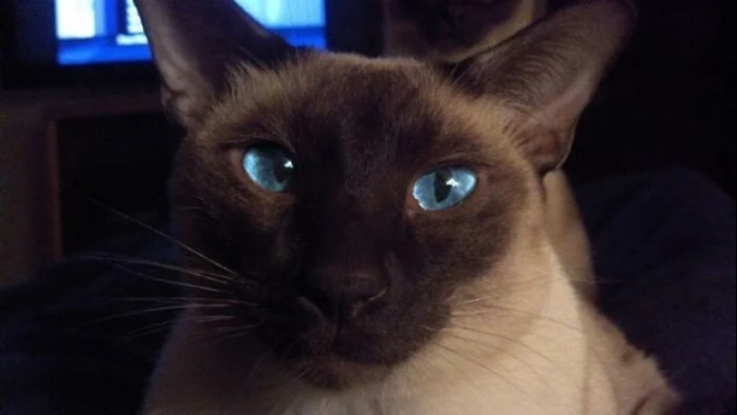"Gatito aventurero está buscando una pareja..."- perfiles de gatos en sitios de citas "Gatito aventurero está buscando una pareja..."- perfiles de gatos en sitios de citas