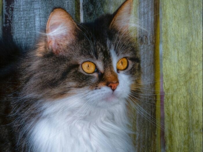 "Gatito aventurero está buscando una pareja..."- perfiles de gatos en sitios de citas "Gatito aventurero está buscando una pareja..."- perfiles de gatos en sitios de citas