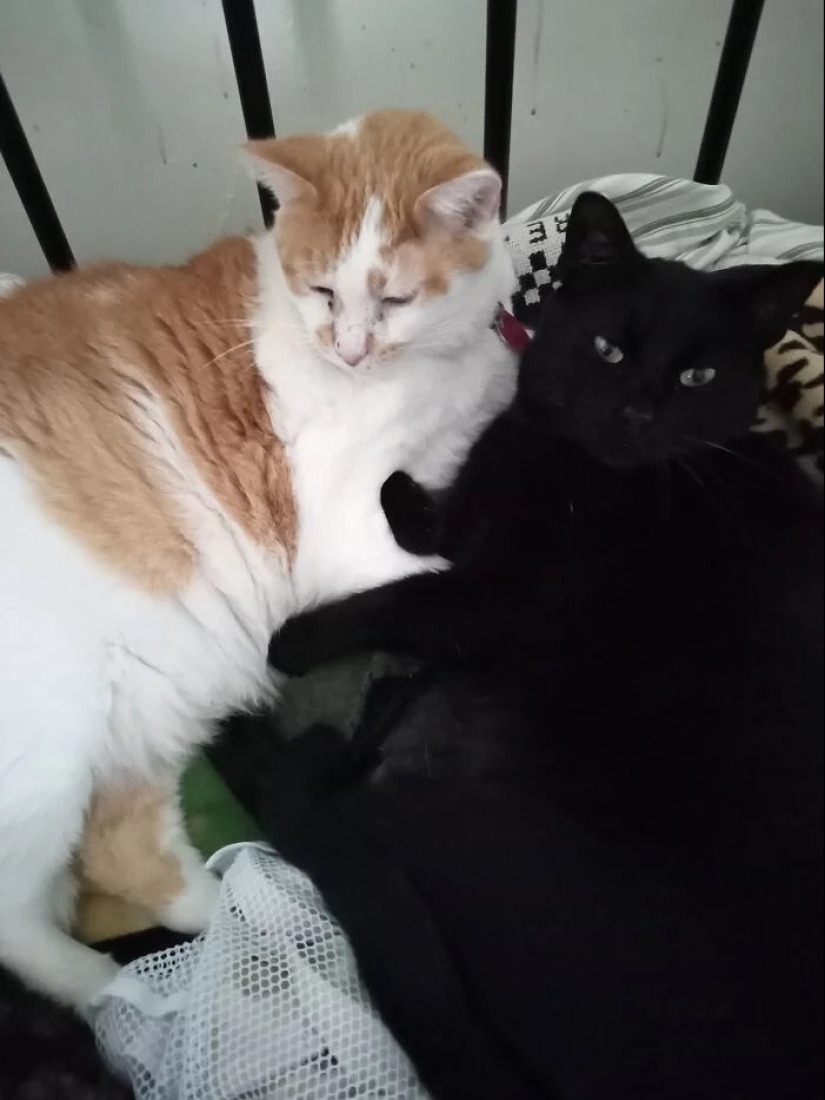 "Gatito aventurero está buscando una pareja..."- perfiles de gatos en sitios de citas "Gatito aventurero está buscando una pareja..."- perfiles de gatos en sitios de citas