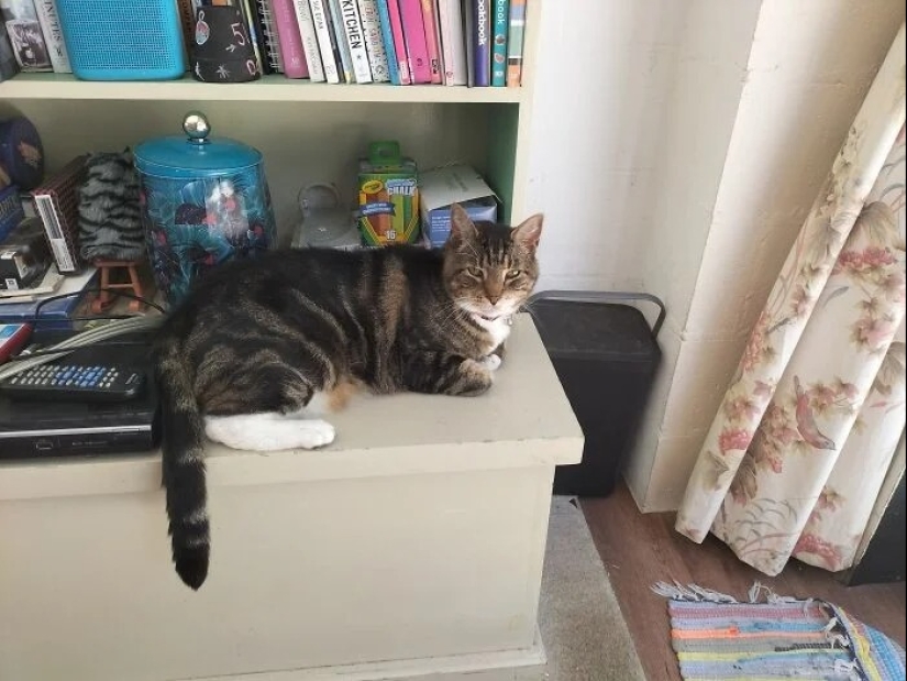 "Gatito aventurero está buscando una pareja..."- perfiles de gatos en sitios de citas "Gatito aventurero está buscando una pareja..."- perfiles de gatos en sitios de citas