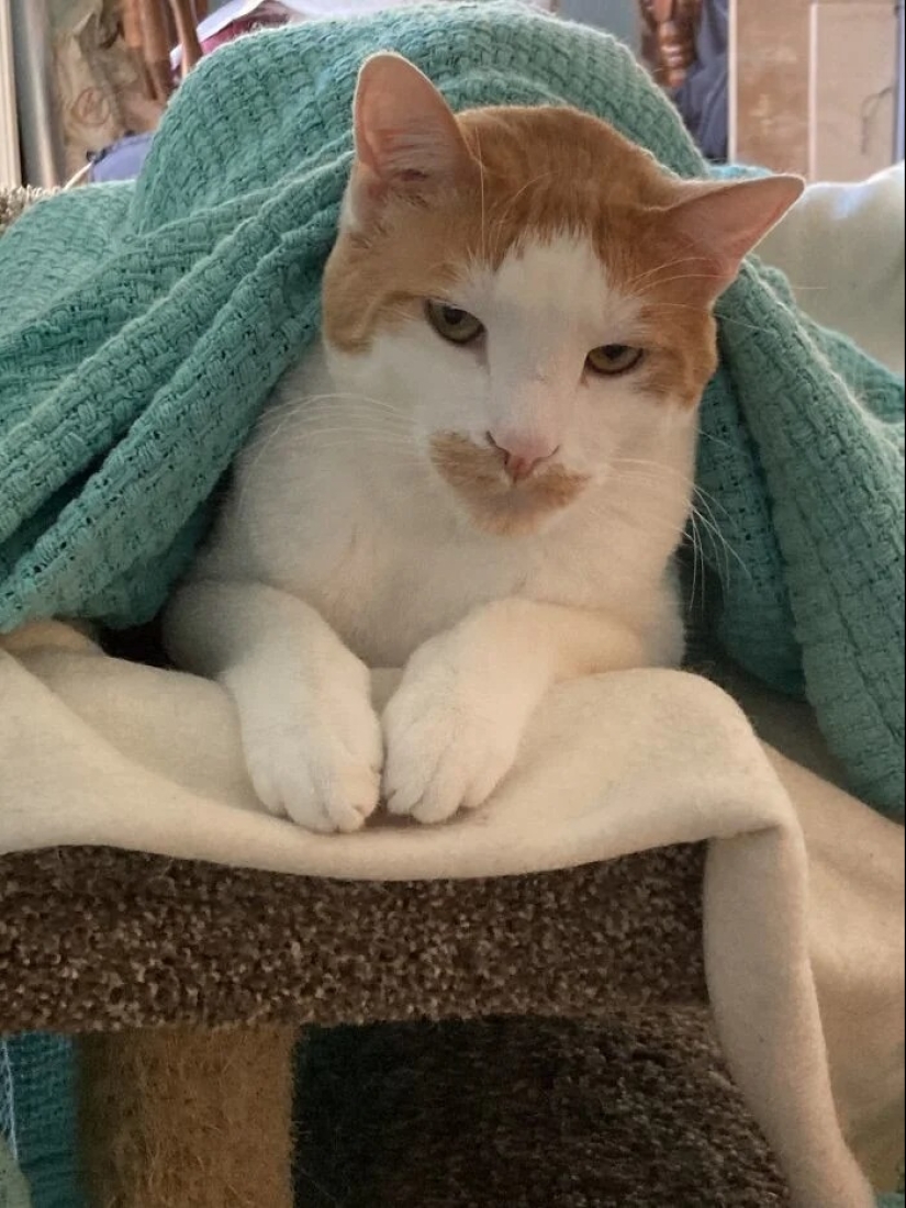 "Gatito aventurero está buscando una pareja..."- perfiles de gatos en sitios de citas "Gatito aventurero está buscando una pareja..."- perfiles de gatos en sitios de citas