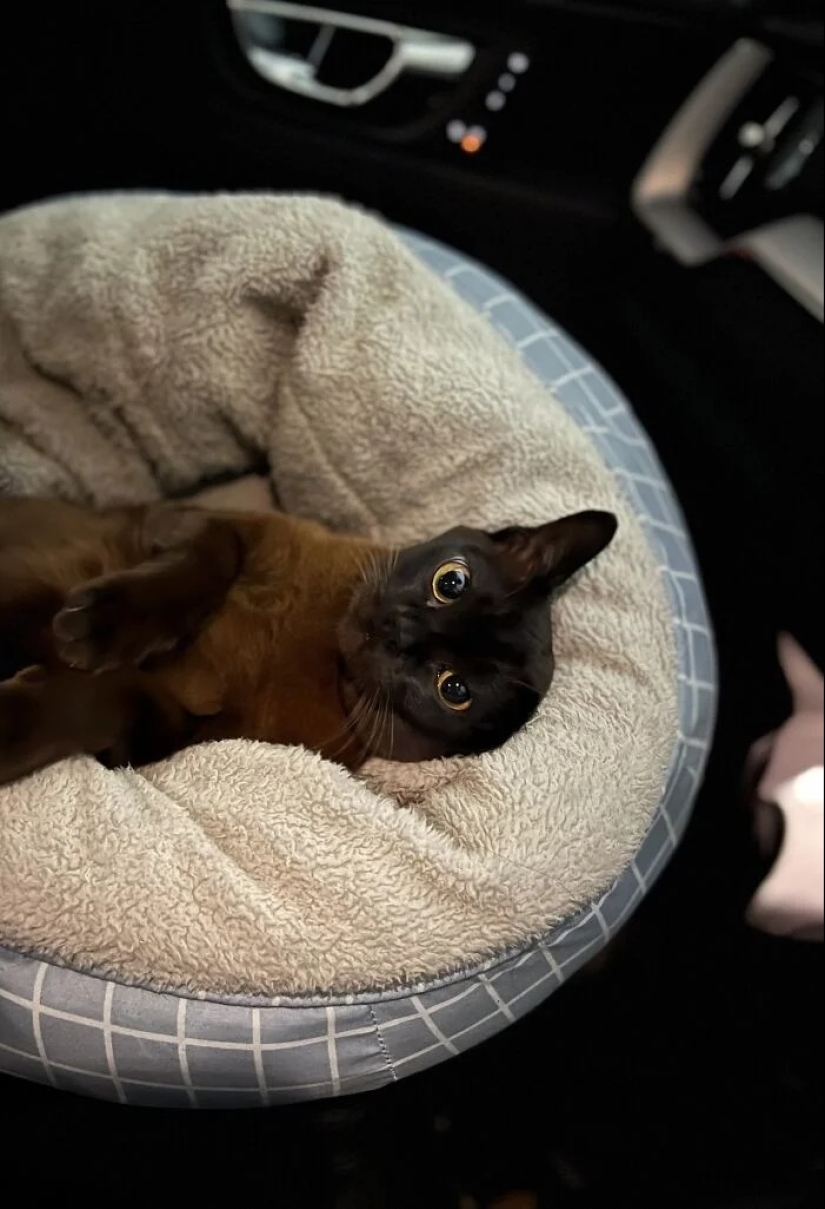 "Gatito aventurero está buscando una pareja..."- perfiles de gatos en sitios de citas "Gatito aventurero está buscando una pareja..."- perfiles de gatos en sitios de citas