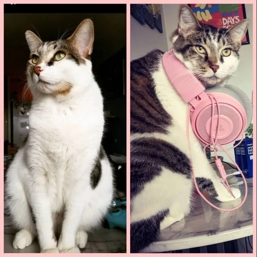 "Gatito aventurero está buscando una pareja..."- perfiles de gatos en sitios de citas "Gatito aventurero está buscando una pareja..."- perfiles de gatos en sitios de citas