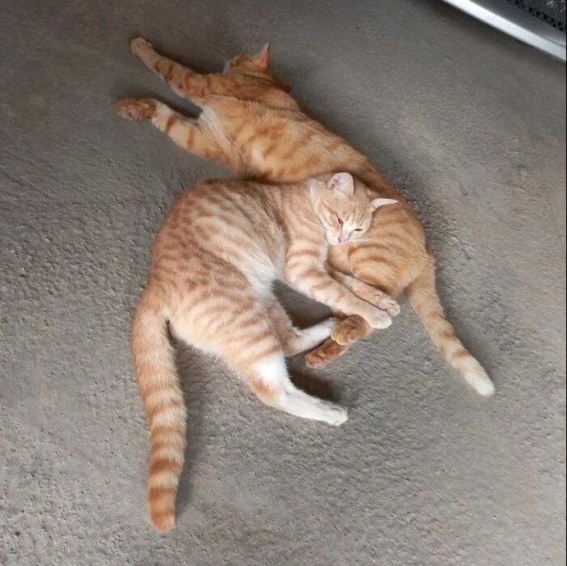 "Gatito aventurero está buscando una pareja..."- perfiles de gatos en sitios de citas "Gatito aventurero está buscando una pareja..."- perfiles de gatos en sitios de citas