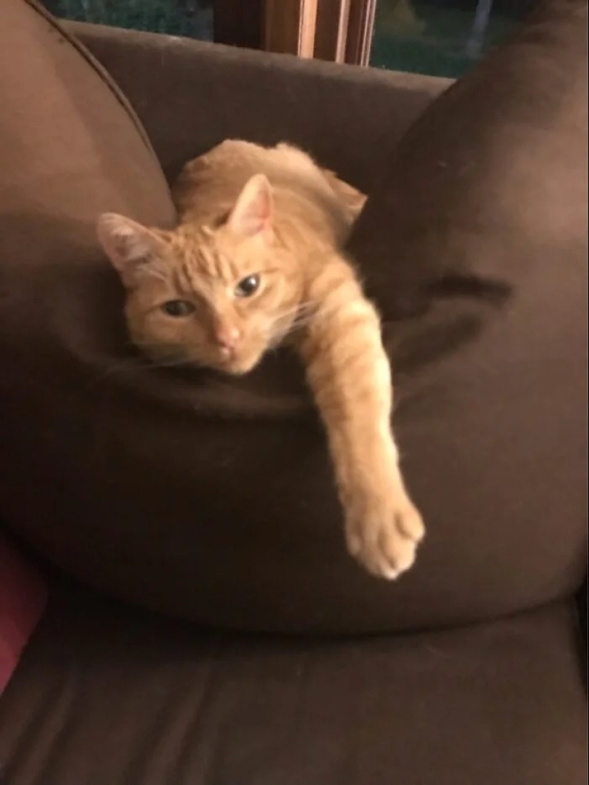"Gatito aventurero está buscando una pareja..."- perfiles de gatos en sitios de citas "Gatito aventurero está buscando una pareja..."- perfiles de gatos en sitios de citas