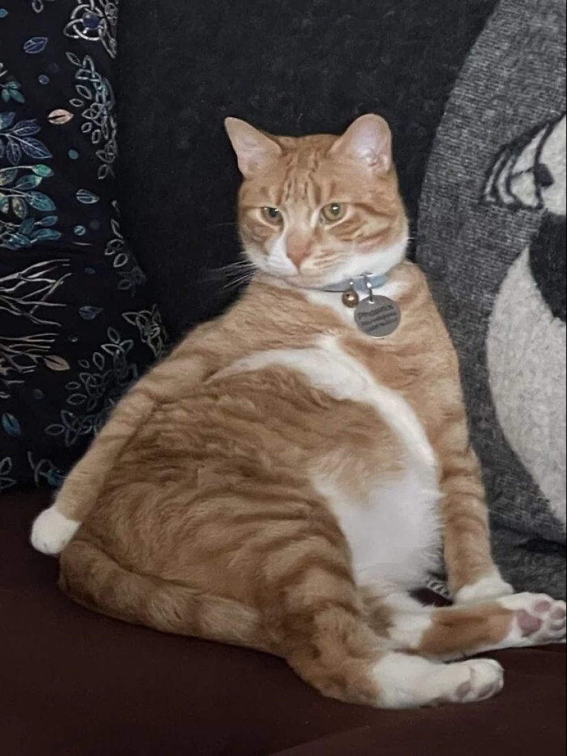 "Gatito aventurero está buscando una pareja..."- perfiles de gatos en sitios de citas "Gatito aventurero está buscando una pareja..."- perfiles de gatos en sitios de citas