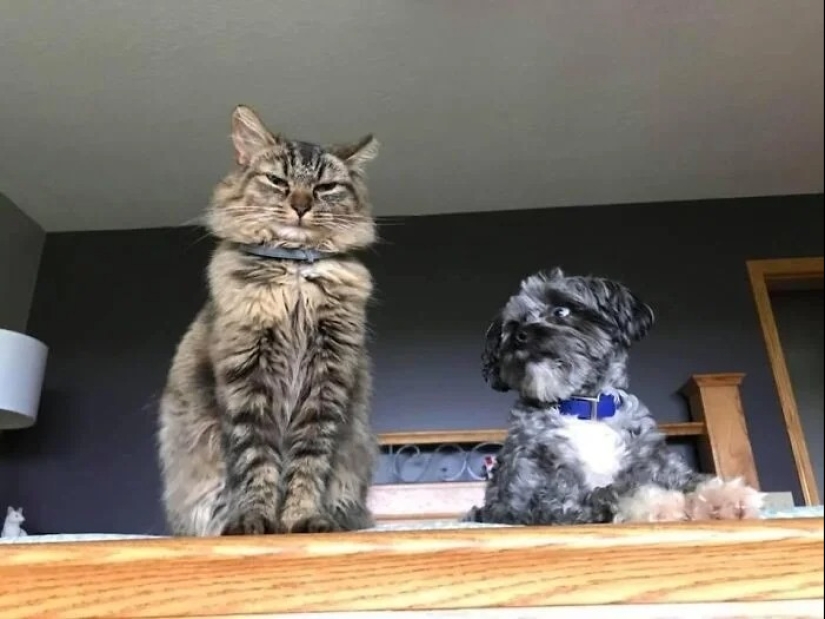 "Gatito aventurero está buscando una pareja..."- perfiles de gatos en sitios de citas "Gatito aventurero está buscando una pareja..."- perfiles de gatos en sitios de citas