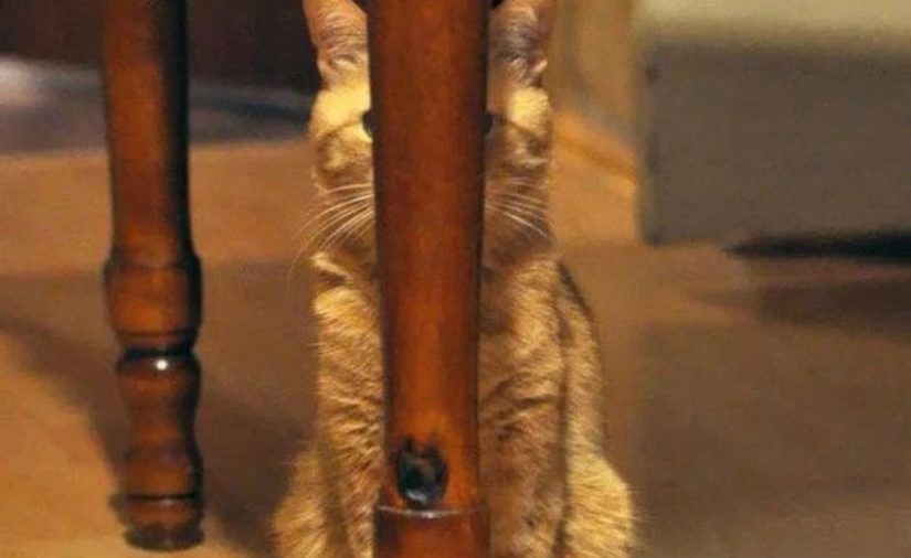 Gatos ninja que han dominado el antiguo arte marcial del ninjutsu a la perfección