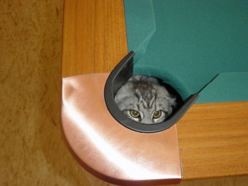 Gatos ninja que han dominado el antiguo arte marcial del ninjutsu a la perfección