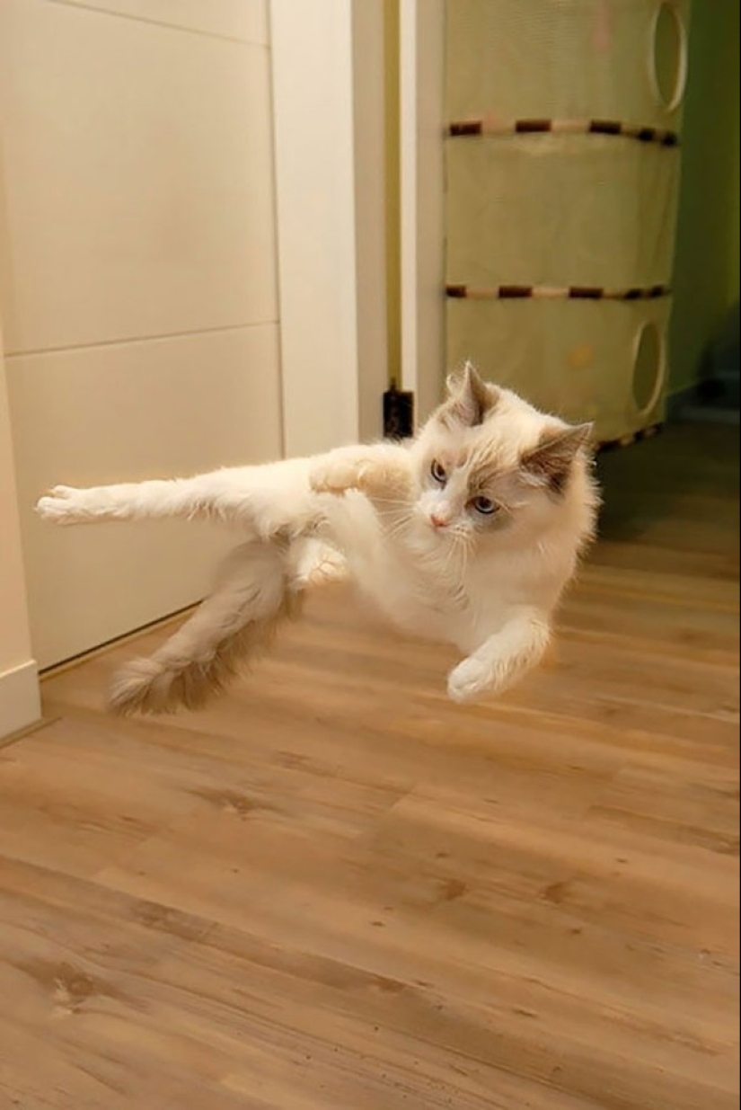 Gatos ninja que han dominado el antiguo arte marcial del ninjutsu a la perfección