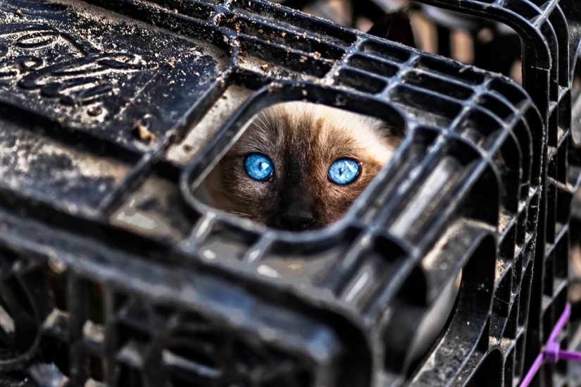 Gatos ninja que han dominado el antiguo arte marcial del ninjutsu a la perfección