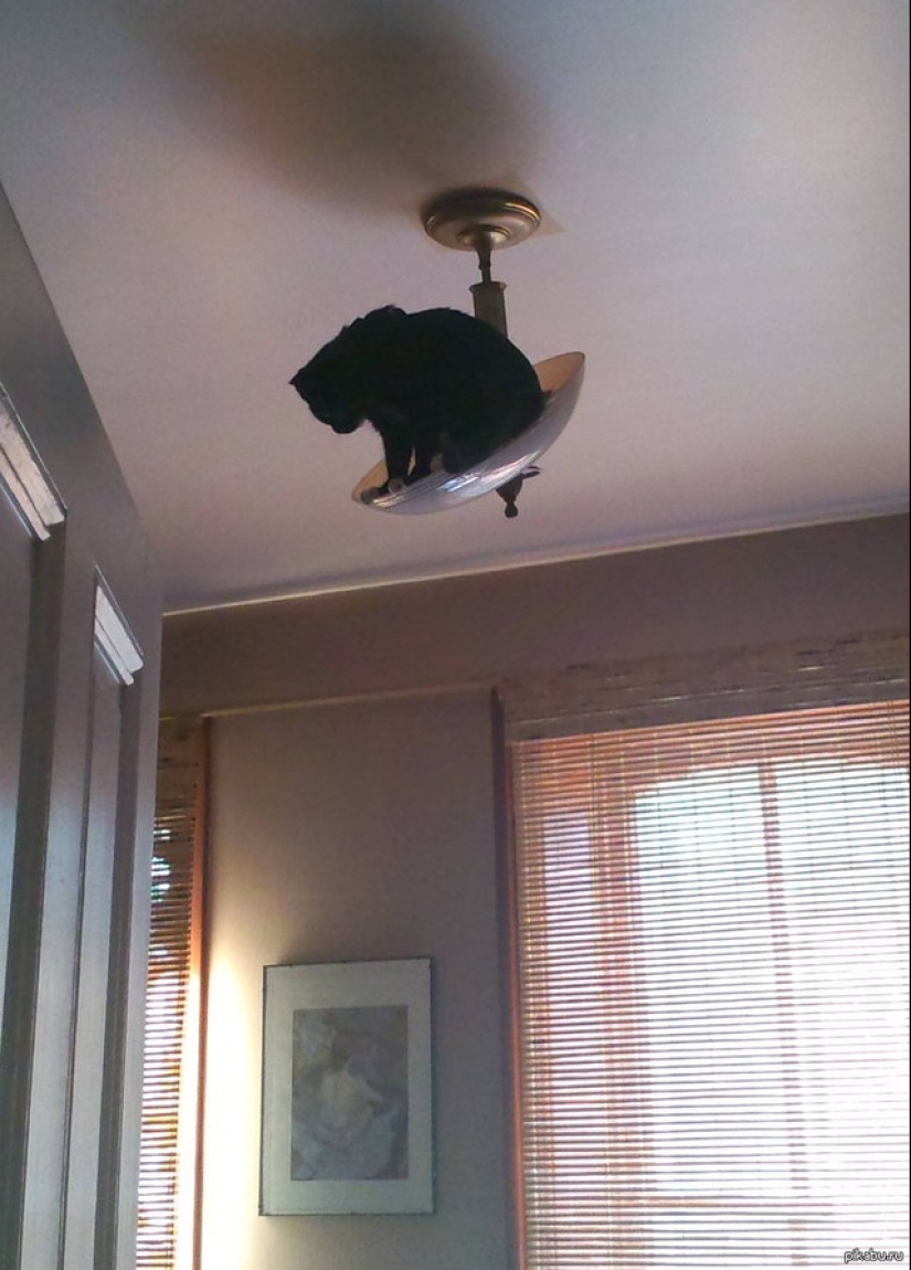 Gatos ninja que han dominado el antiguo arte marcial del ninjutsu a la perfección