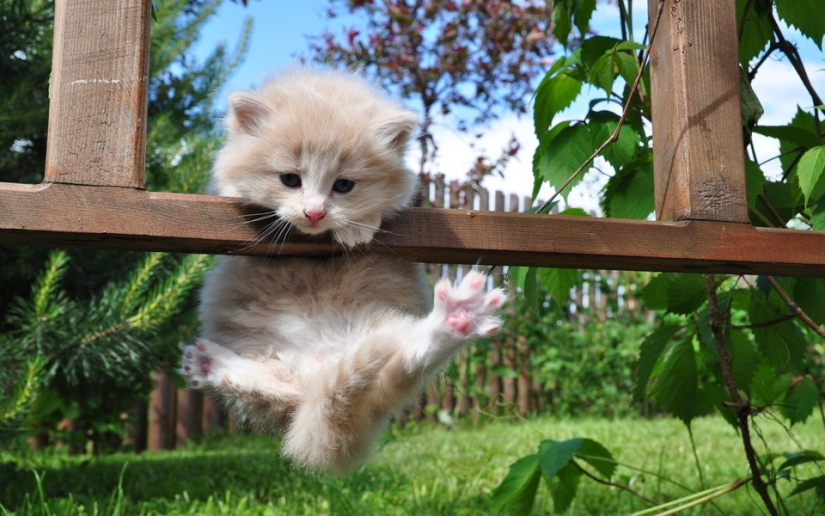 Gatos ninja que han dominado el antiguo arte marcial del ninjutsu a la perfección