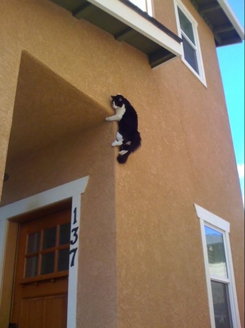 Gatos ninja que han dominado el antiguo arte marcial del ninjutsu a la perfección
