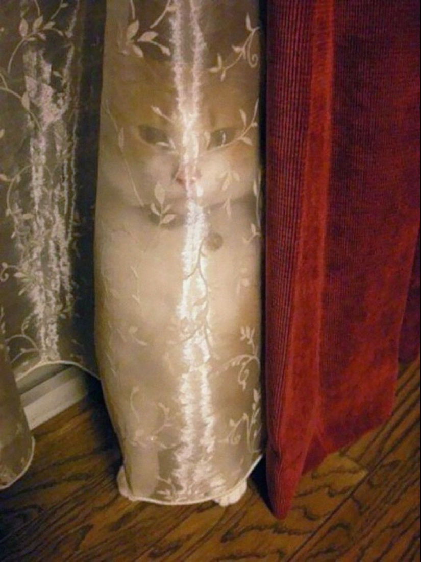 Gatos ninja que han dominado el antiguo arte marcial del ninjutsu a la perfección